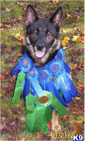 VDS German Shepherds